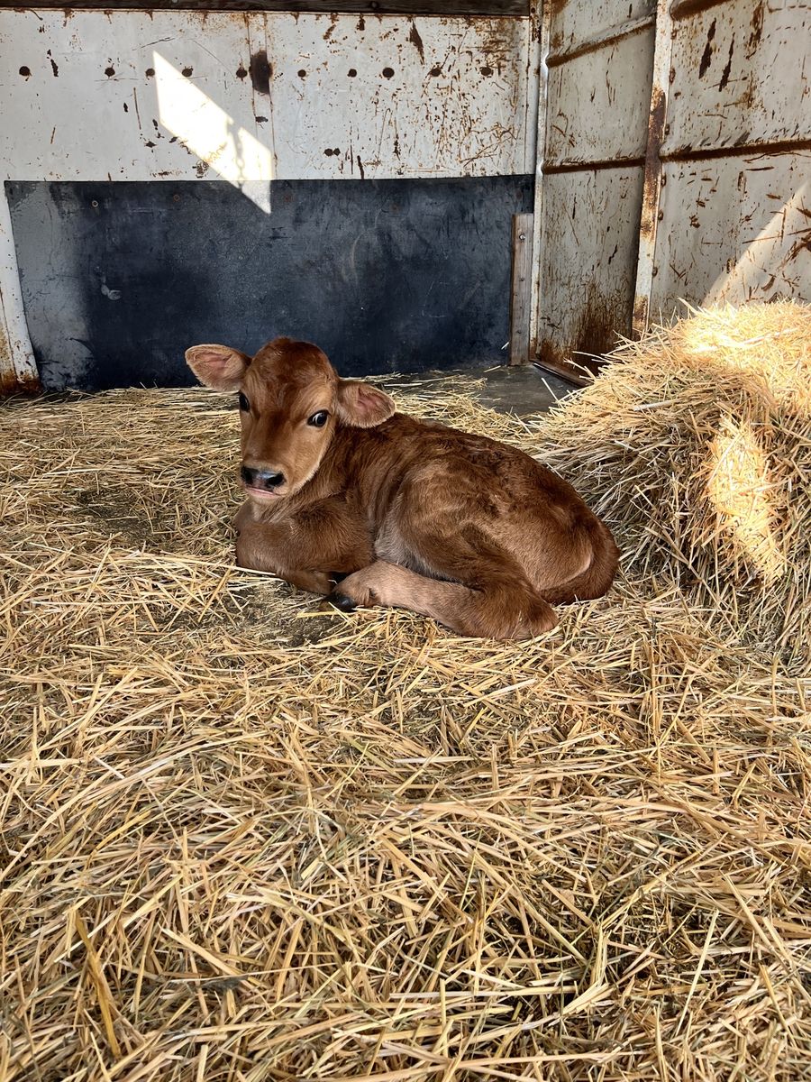 Jersey Bull Bottle Calves