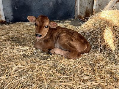 Jersey Bull Bottle Calves