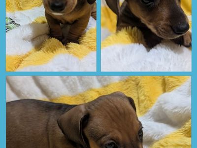 Dachshund puppy available