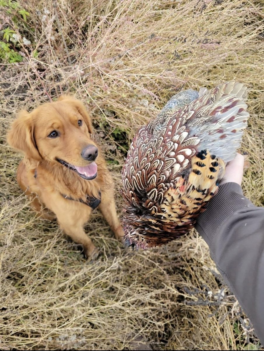 Full bred golden retriever STUD