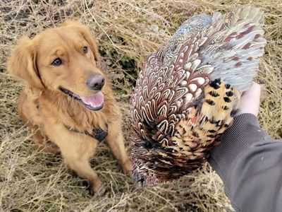 Full bred golden retriever STUD