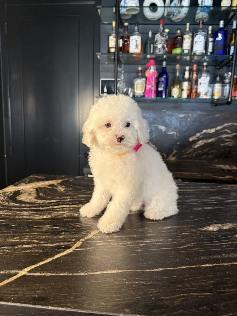 Darling Cavapoo Girl Puppies