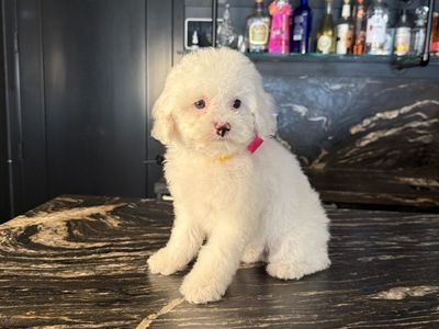 Darling Cavapoo Girl Puppies