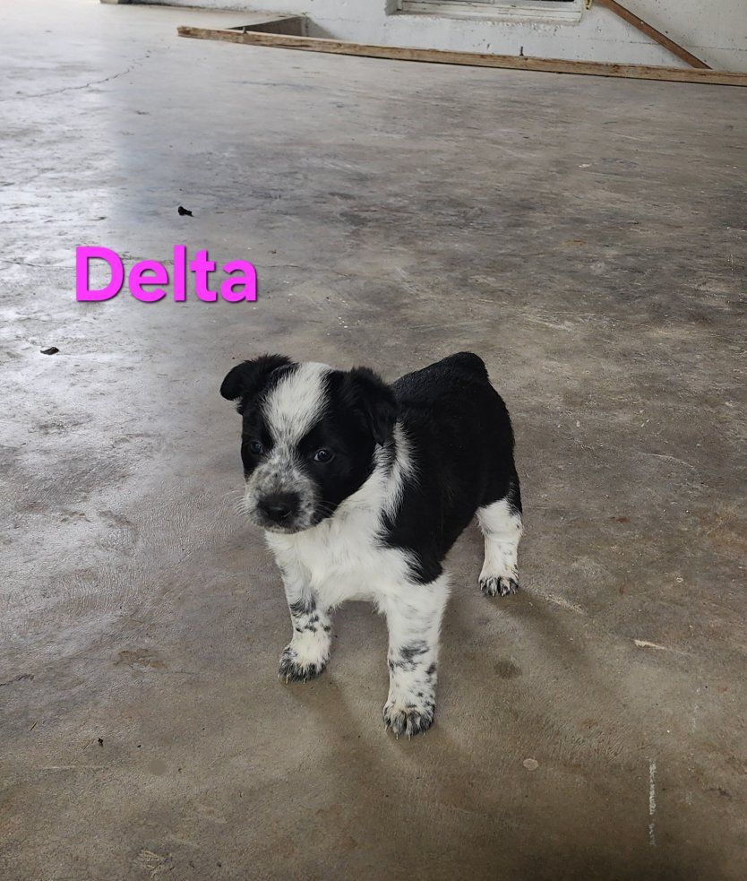 Mini Heeler/BorderCollie
