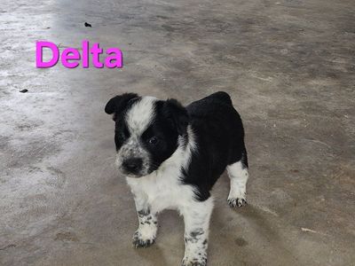 Mini Heeler/BorderCollie