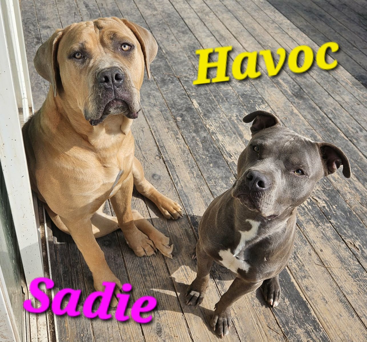 Cane Corso Mastiff & Pitbull Mix Puppies born 5/31/26,
Will be ready for new home 7/31/26

Future Family Members!
