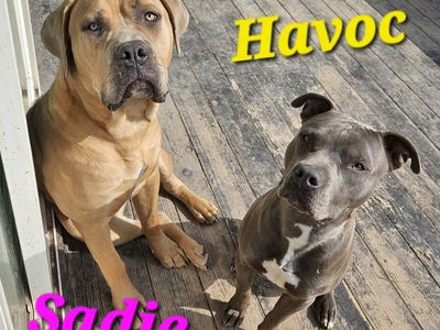Cane Corso Mastiff & Pitbull Mix Puppies born 5/31/26,
Will be ready for new home 7/31/26
Future Family Members!
