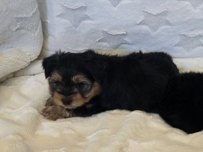 Adorable Hypoallergenic Morkie Pups (Yorkie/Maltese)