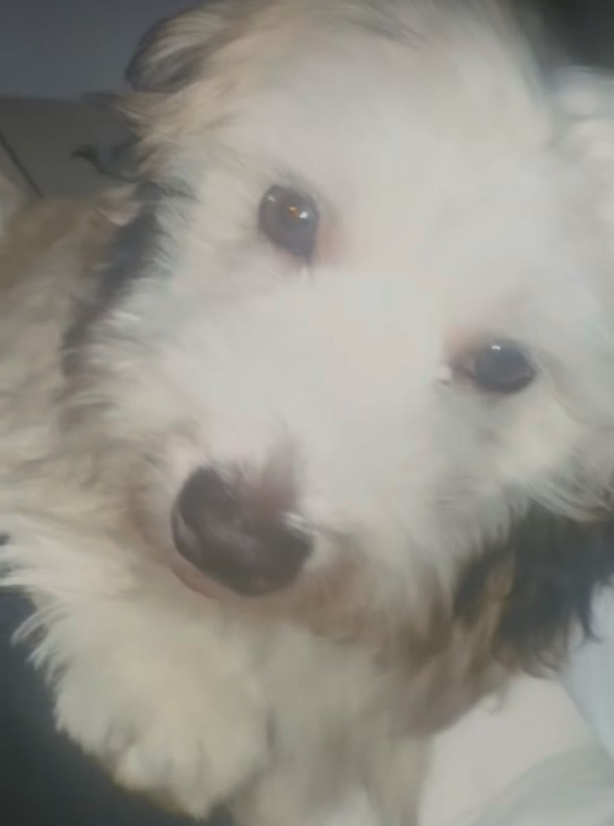 Price Negotiable Bichon/Coton Puppy For Sale