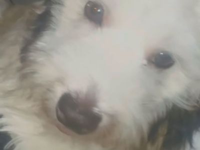 Price Negotiable Bichon/Coton Puppy For Sale