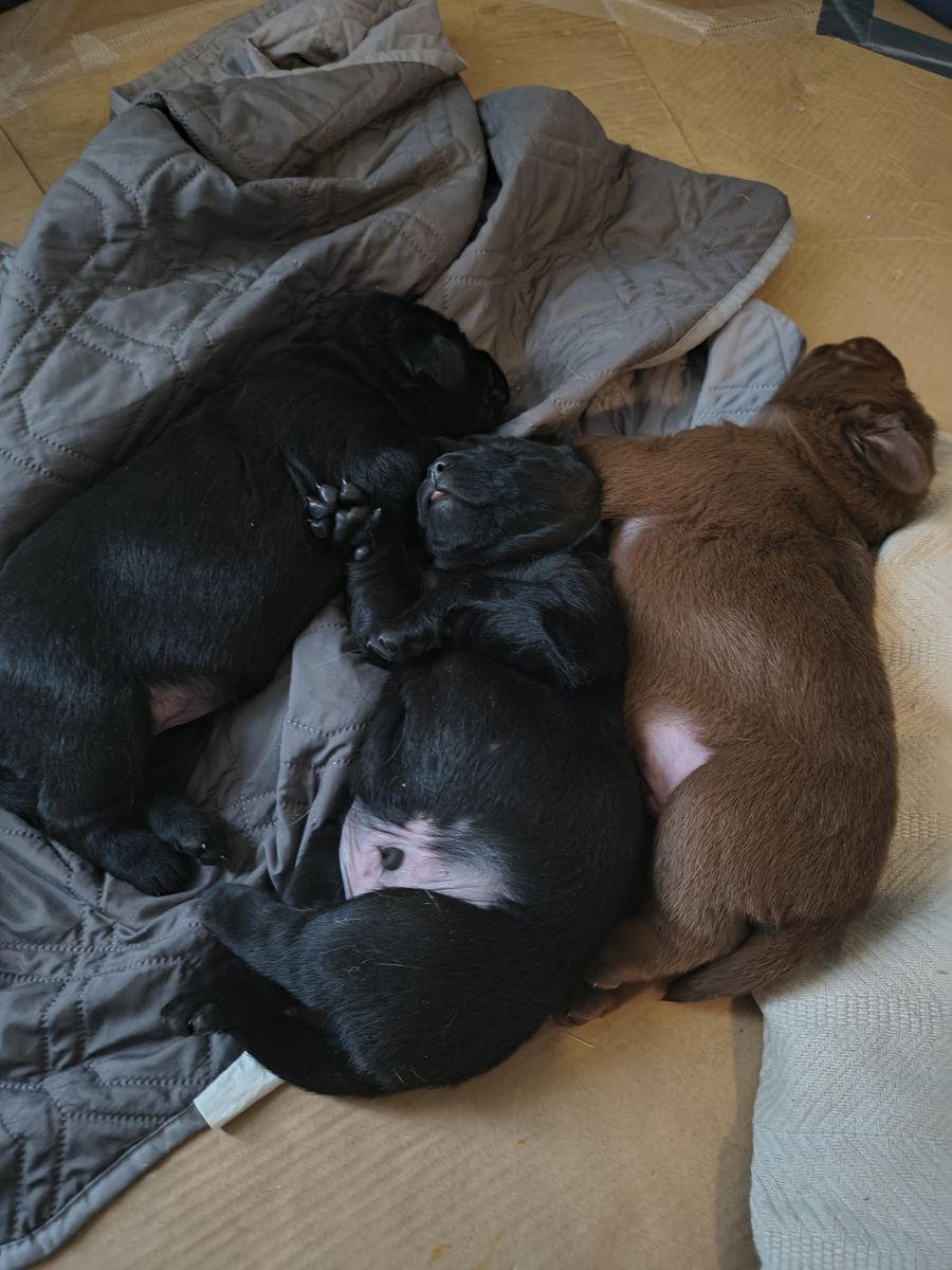 Quality AKC Labrador puppies raised with care, love, and a commitment to happy homes