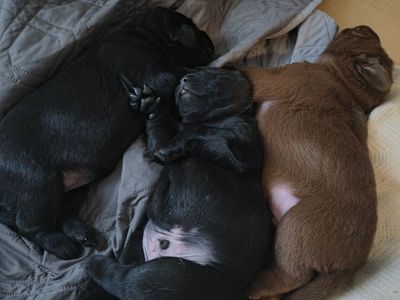 Quality AKC Labrador puppies raised with care, love, and a commitment to happy homes
