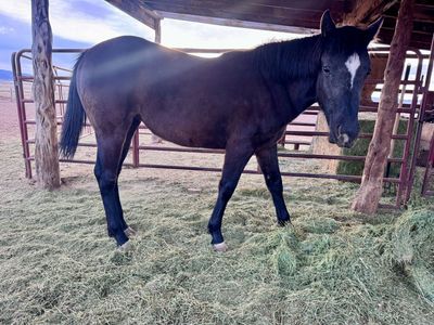 16 month filly