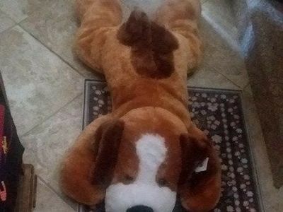 CUDDLE BUDDY! 42 INCHES OF AWESOME PUPPY!