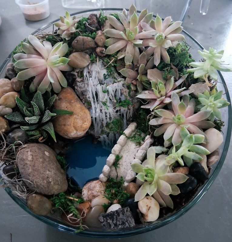 Glass bowl terranum with live succulents