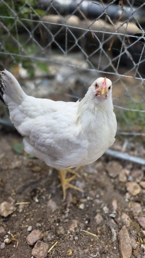 chickens