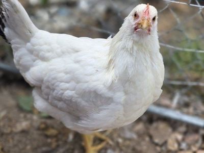 chickens