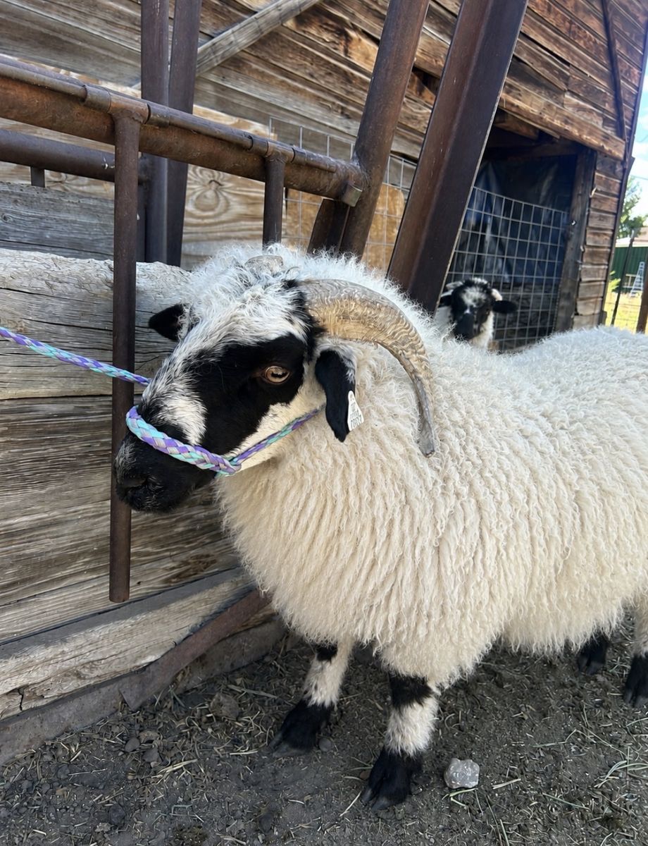 Valais Blacknose ewe