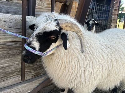 Valais Blacknose ewe