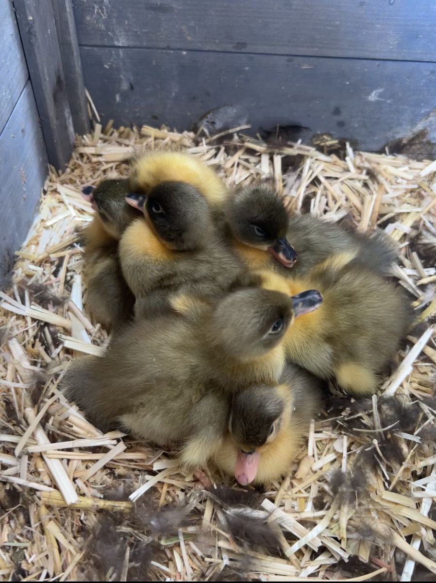 Free Call Mix Ducklings