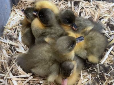 Free Call Mix Ducklings