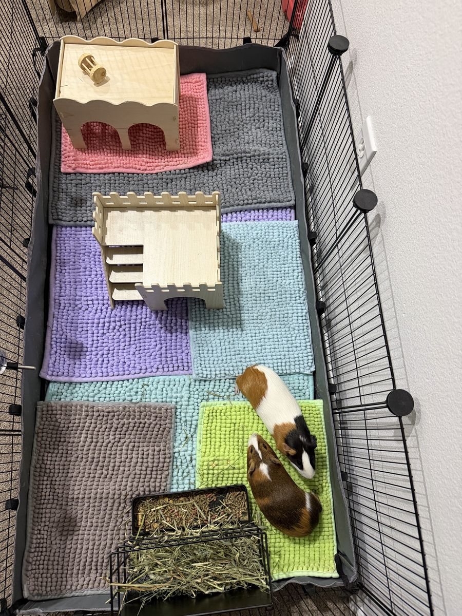 Bonded Female Guinea Pigs