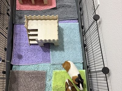 Bonded Female Guinea Pigs
