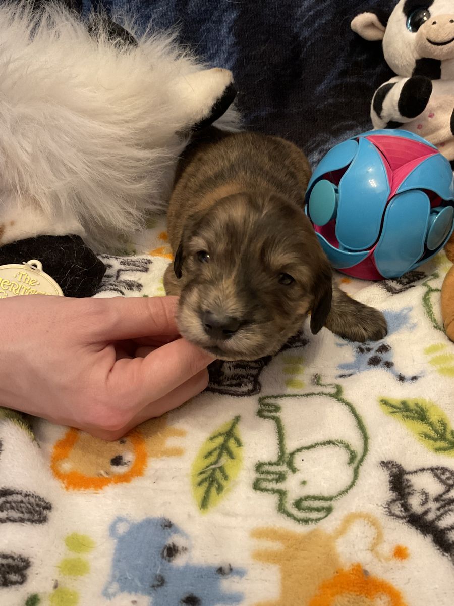 AKC Long Hair Miniature Dachshund