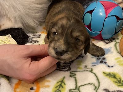 AKC Long Hair Miniature Dachshund