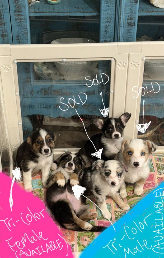 CUTE AUGGIE PUPPIES *PRICE REDUCED* (ready to go to their new homes! open to offers!)