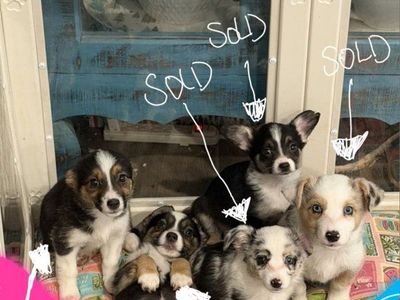 CUTE AUGGIE PUPPIES *PRICE REDUCED* (ready to go to their new homes! open to offers!)