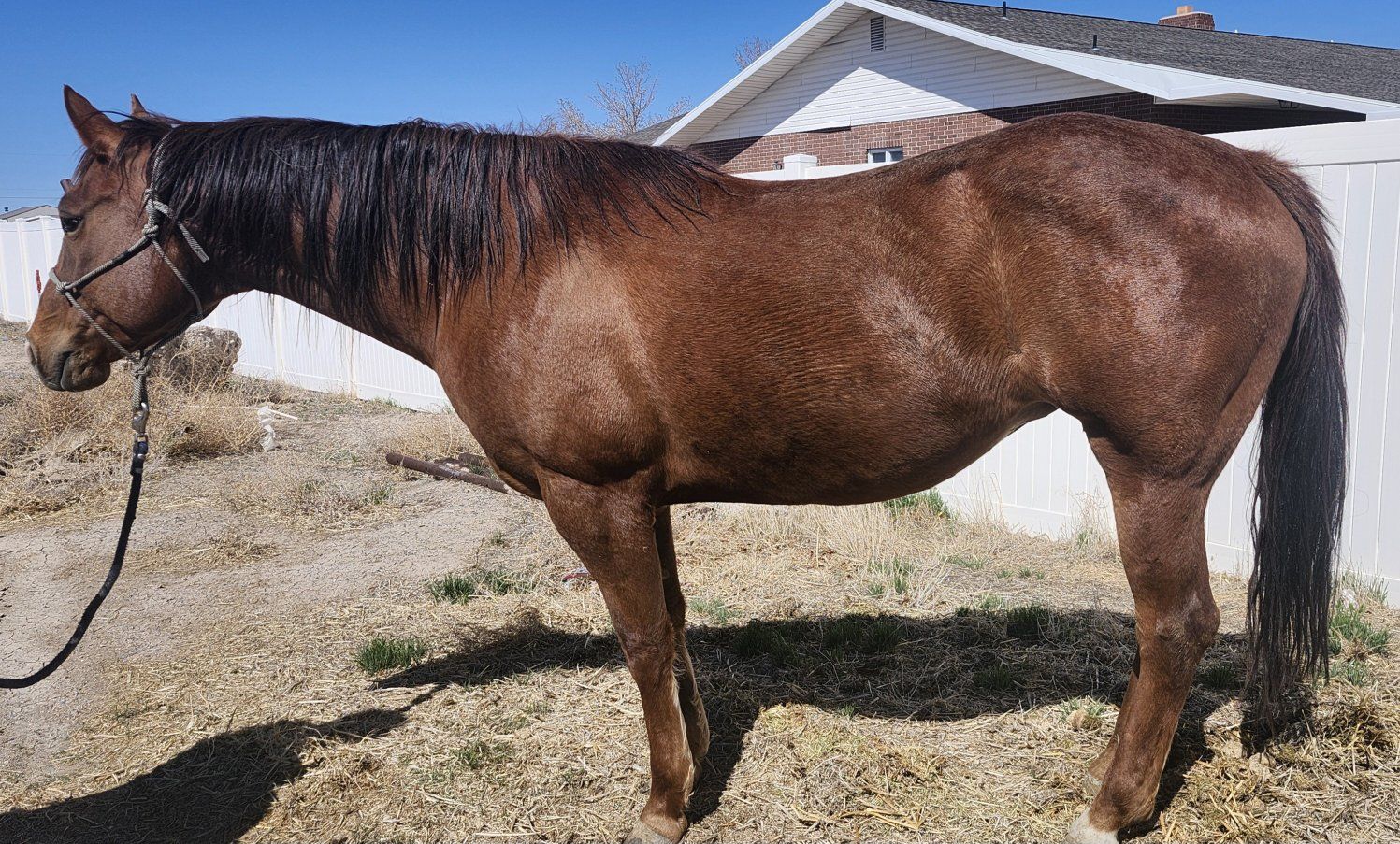 Beautiful AQHA mare 2 in 1 pkg