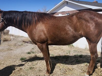 Beautiful AQHA mare 2 in 1 pkg