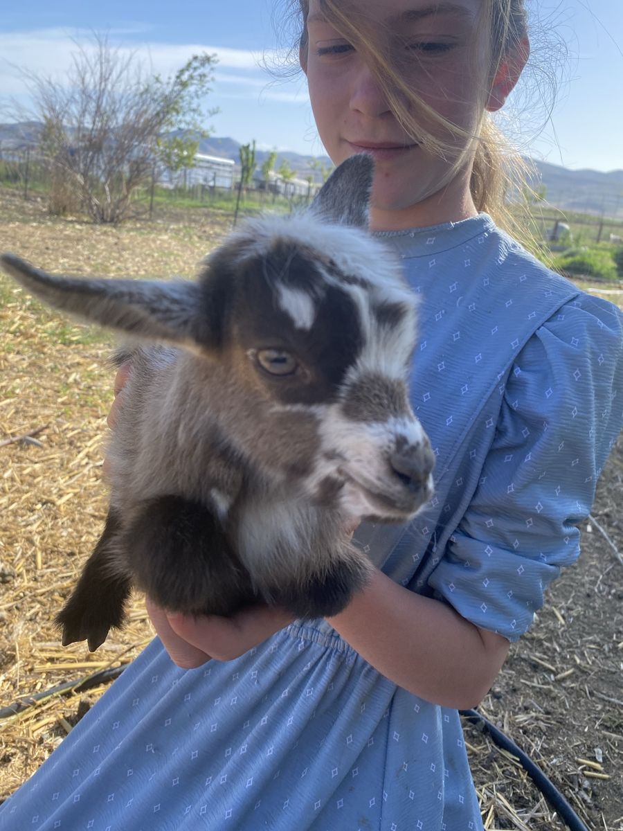 Nigerian Dwarf Kids