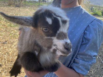 Nigerian Dwarf Kids