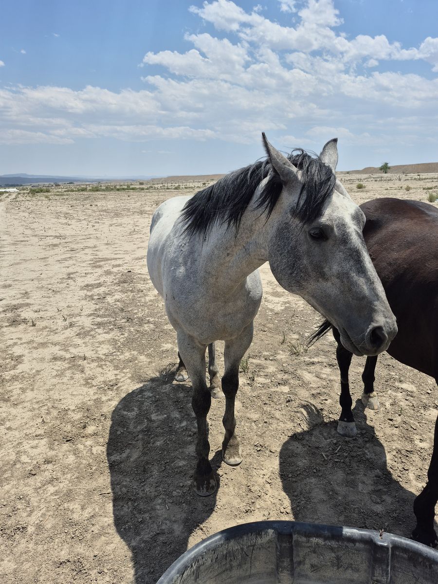 4 year old papered blue roan