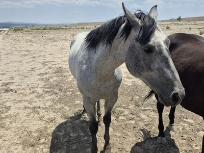 4 year old papered blue roan