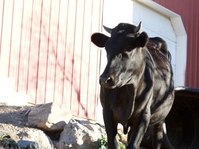 Jersey heifer mix