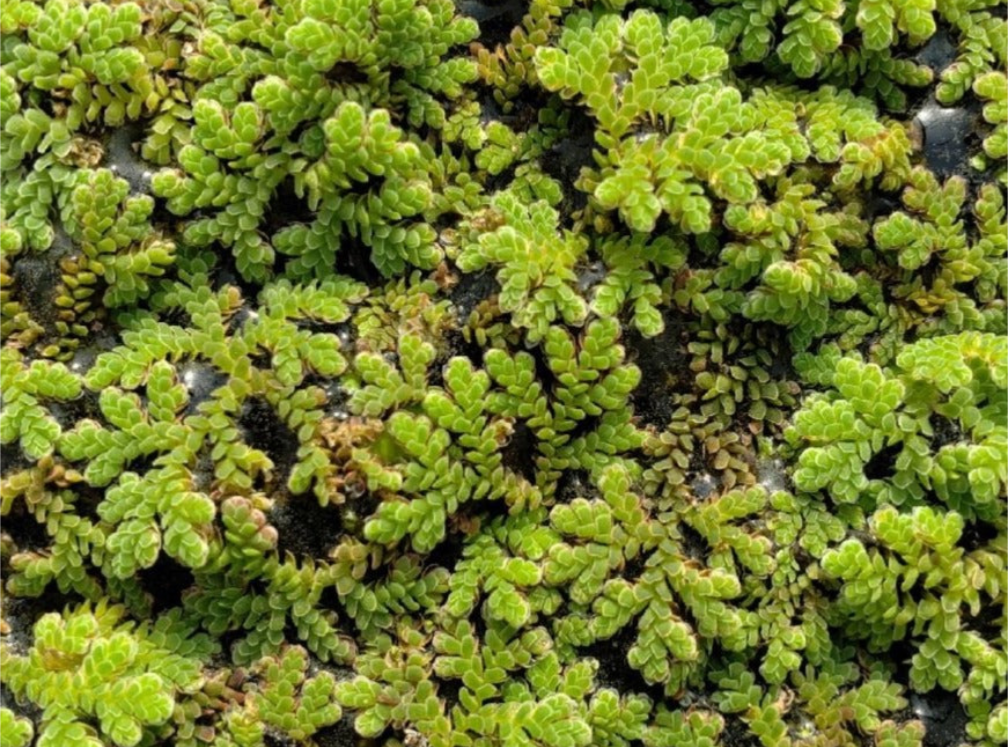 Fairy Moss / Similar to duck weed