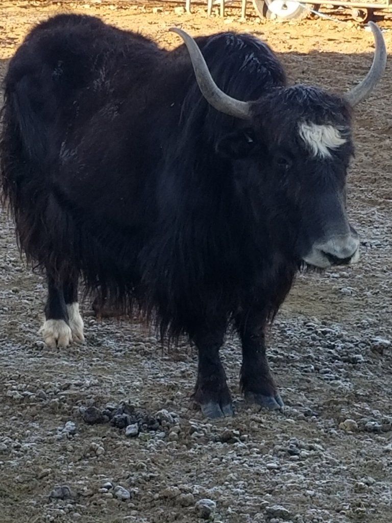 Yaks for sale