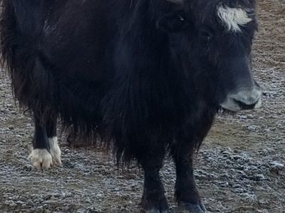 Yaks for sale