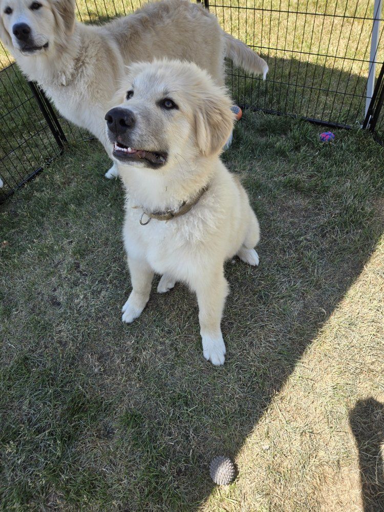 Great Pyrenees Puppy for sale