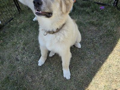 Great Pyrenees Puppy for sale