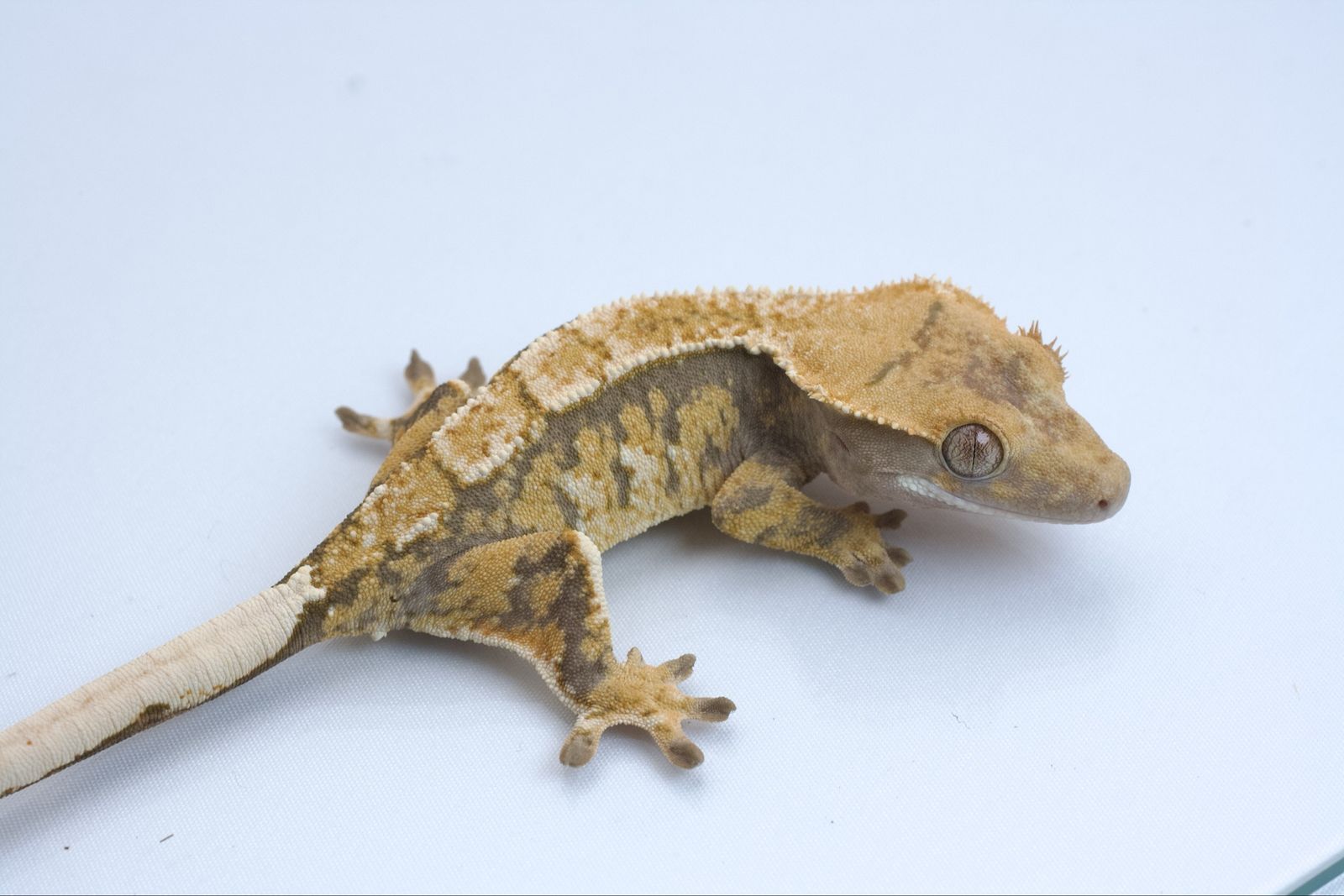 Main image 4