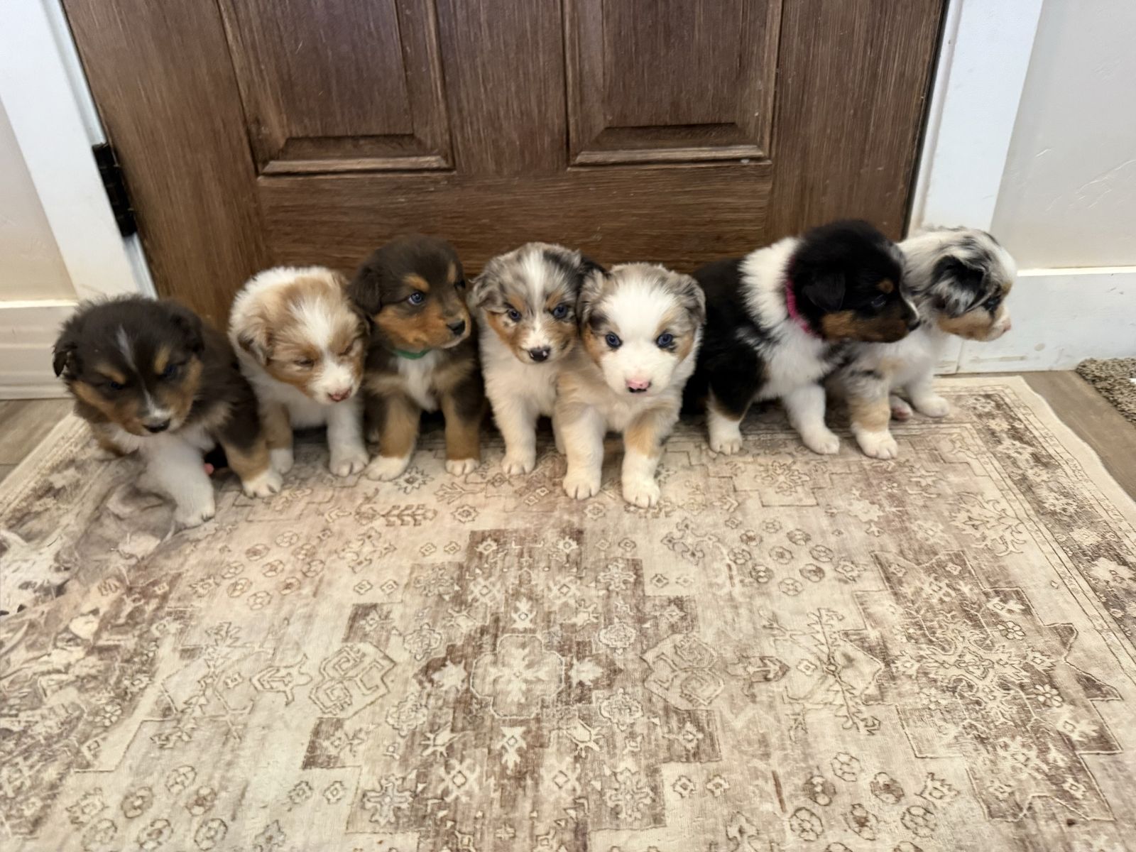 Purebred Australian Shepherd Puppies