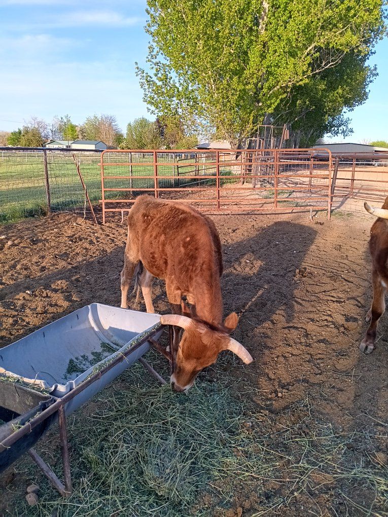 pure corriante steer