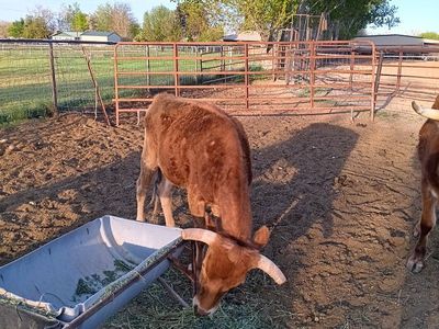 pure corriante steer