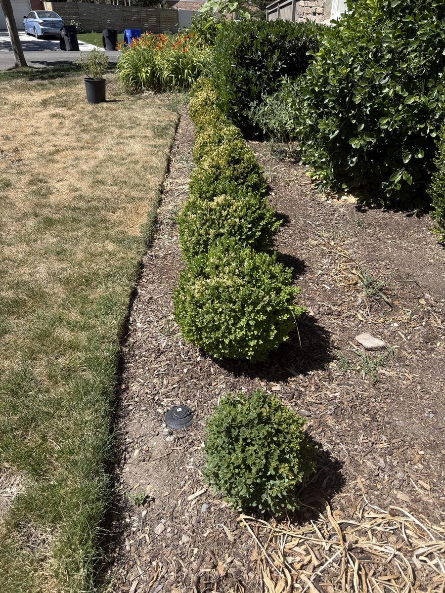 27 boxwood shrubs free if you dig them up