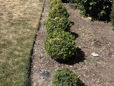 27 boxwood shrubs free if you dig them up