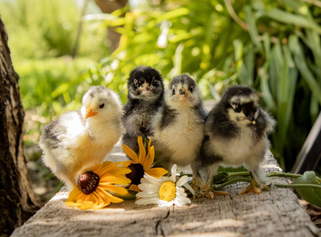 Sweet Baby Chicks